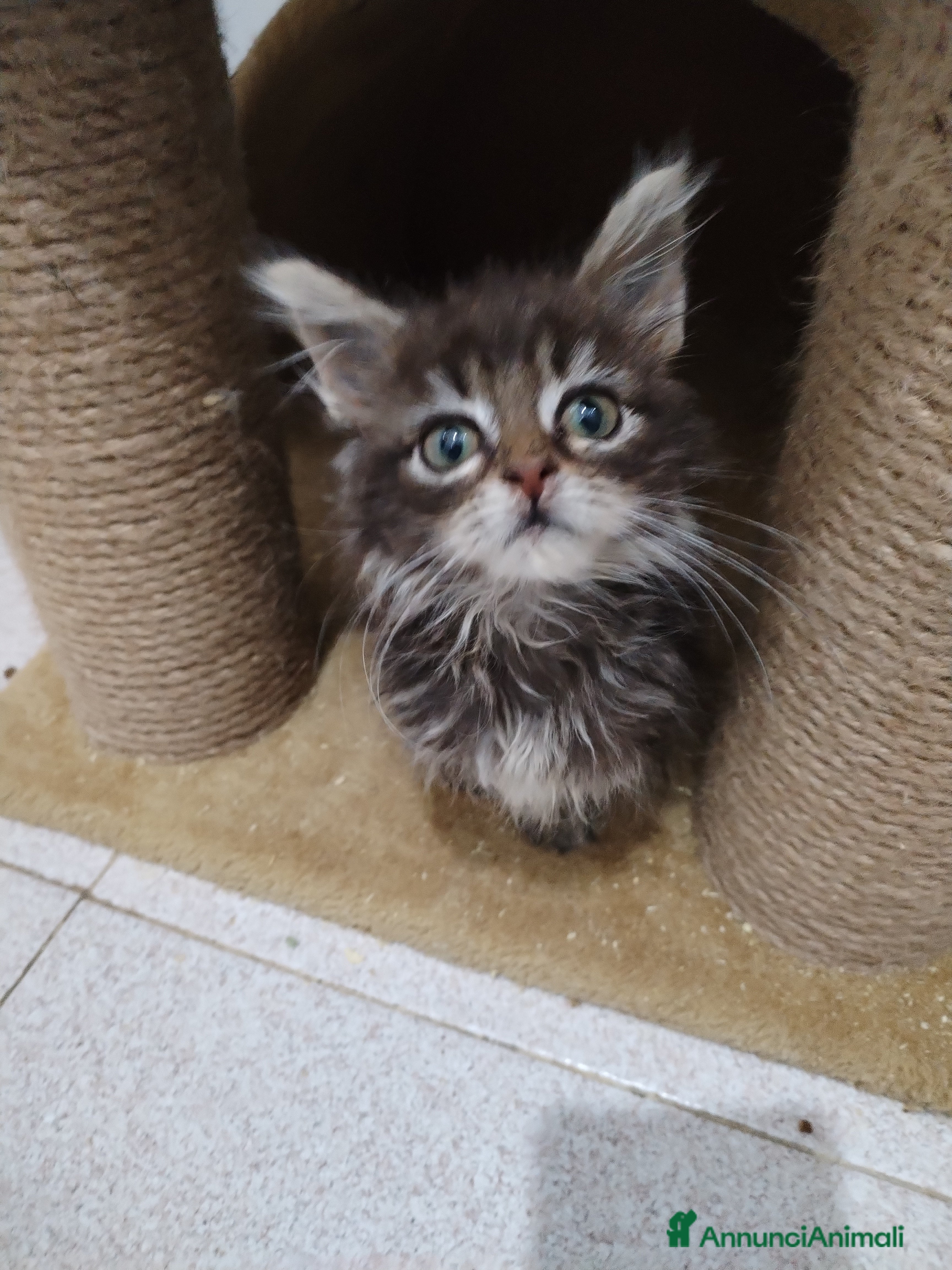 Maine Coon gatti Maine coon  - Annuncio 3