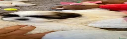 Shih Tzu cani in vendita: Schitzu il tuo batuffolo di gioia ti aspetta  - Annuncio 14