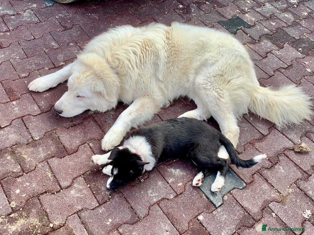 Pastore Maremmano cani in vendita: Sidney; Cagnolina con Cuore D’oro  - Annuncio 5