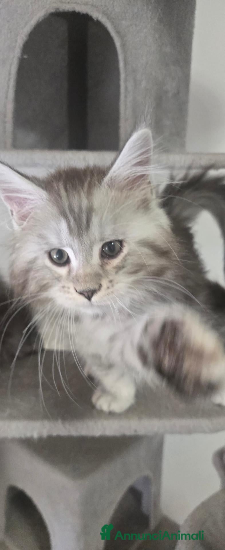 Maine Coon gatti Stupendi cuccioli Silver pedigree da compagnia  - Annuncio 2