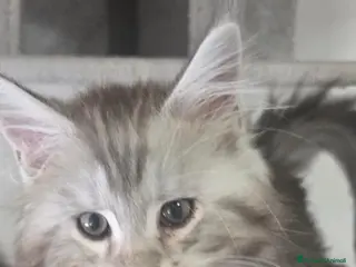 Maine Coon gatti Stupendi cuccioli Silver pedigree da compagnia - Annuncio 2