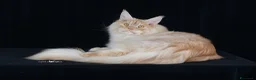 Maine Coon gatti in vendita: Cuccioli maine coon maschi - Annuncio 6