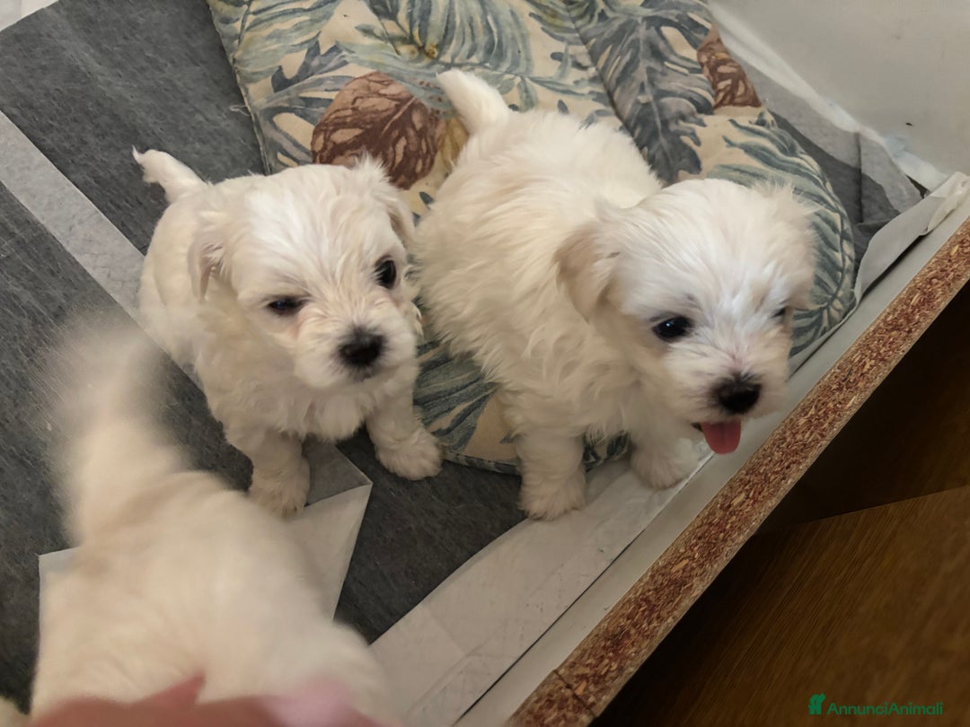 Maltese cani in vendita: Rimasti due cuccioli di maltese  a Provincia di Pesaro e Urbino - Immagine 5