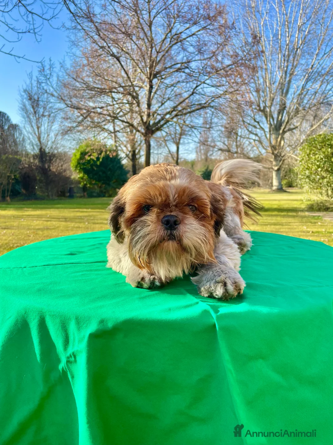 Shih Tzu cani in regalo: ShihTzu cucciolone - adozione con rimborso spese  a Provincia di Verona - Annuncio 2
