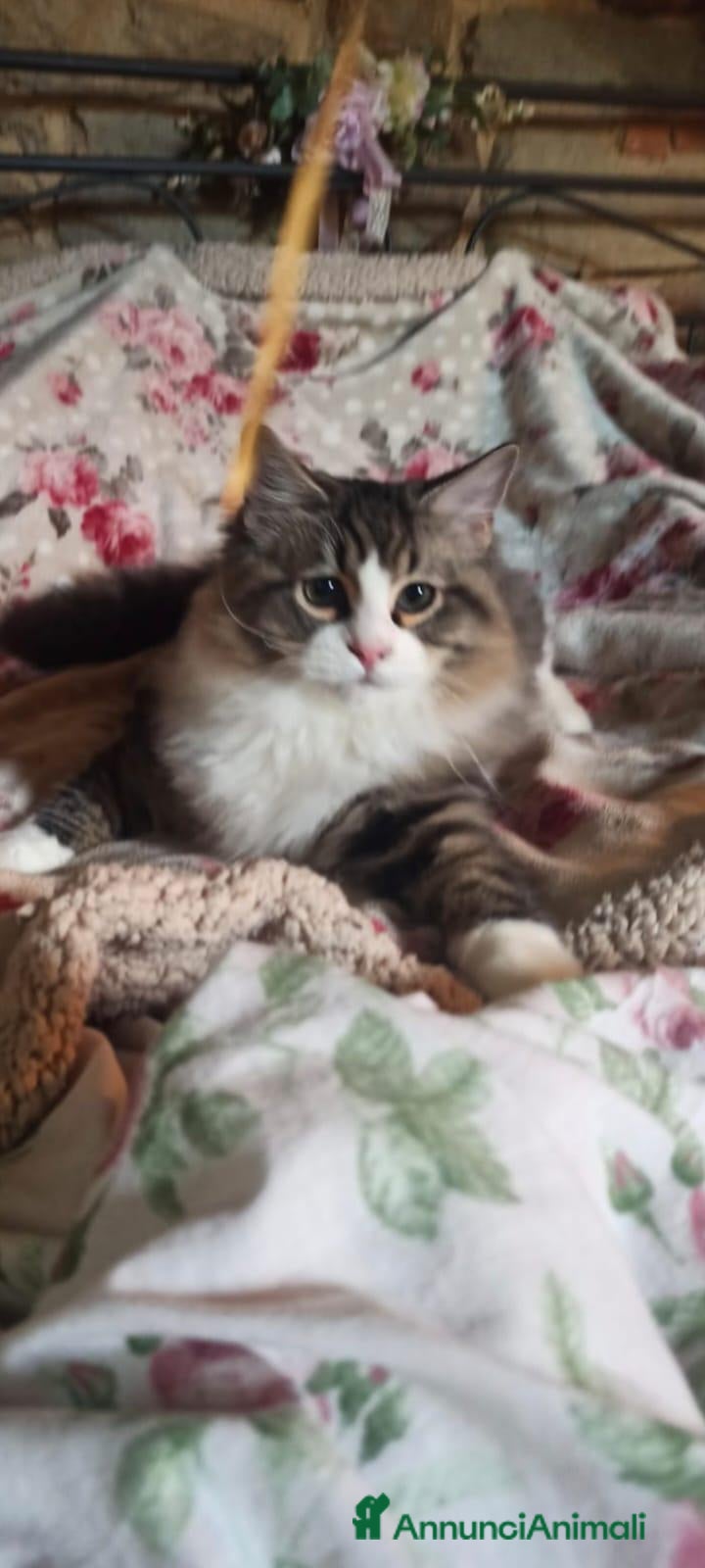 Siberiano gatti Siberiano maschio - Annuncio 1