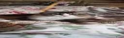 Siberiano gatti in vendita: Siberiano maschio - Annuncio 1