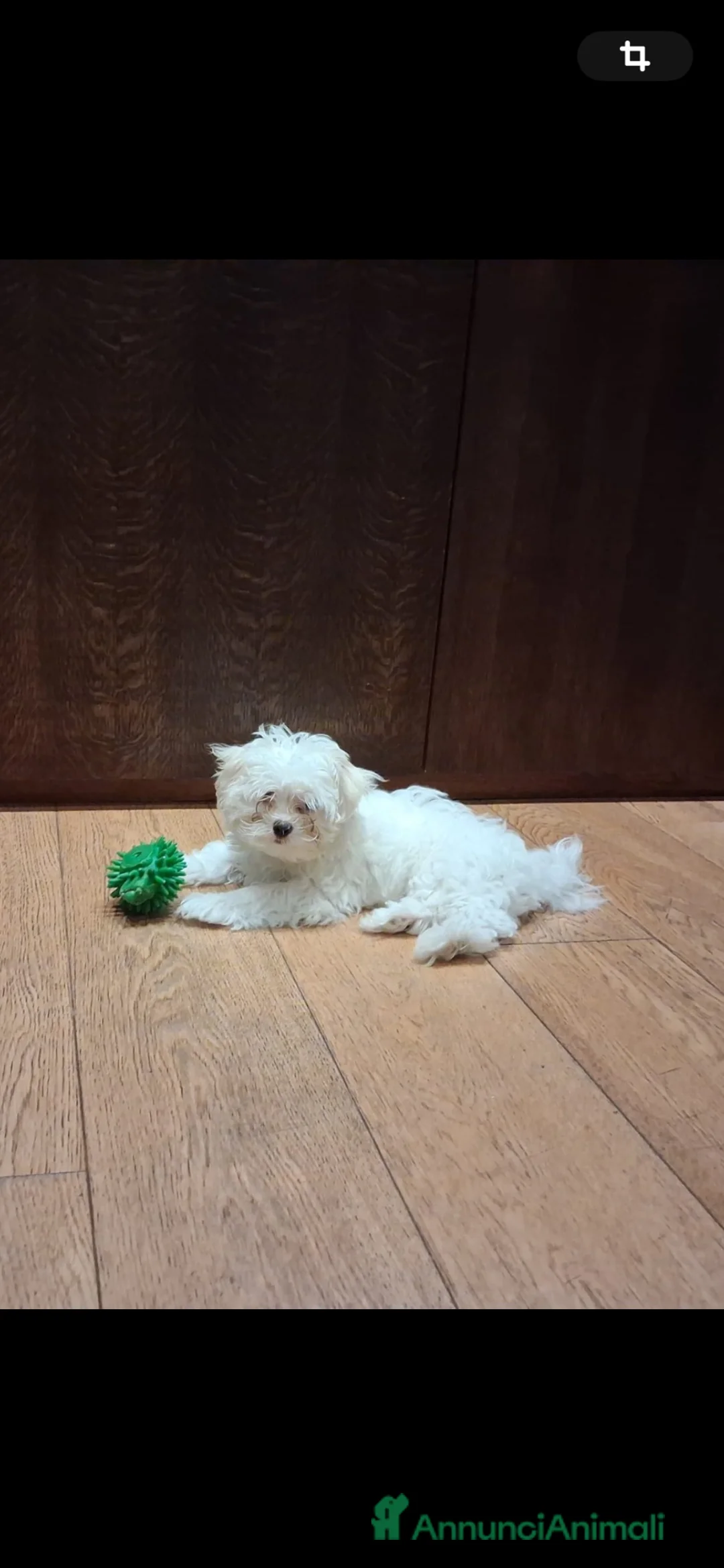 Maltese cani in vendita: Maltese MiniToy  - Annuncio 1