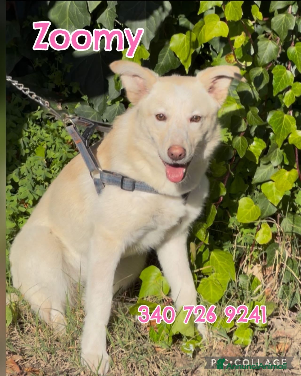 Meticcio cani ZOOMY 🩷 -cucciola sta crescendo al freddo del box - Annuncio 1