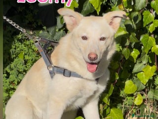 Meticcio cani ZOOMY 🩷 -cucciola sta crescendo al freddo del box - Annuncio 1