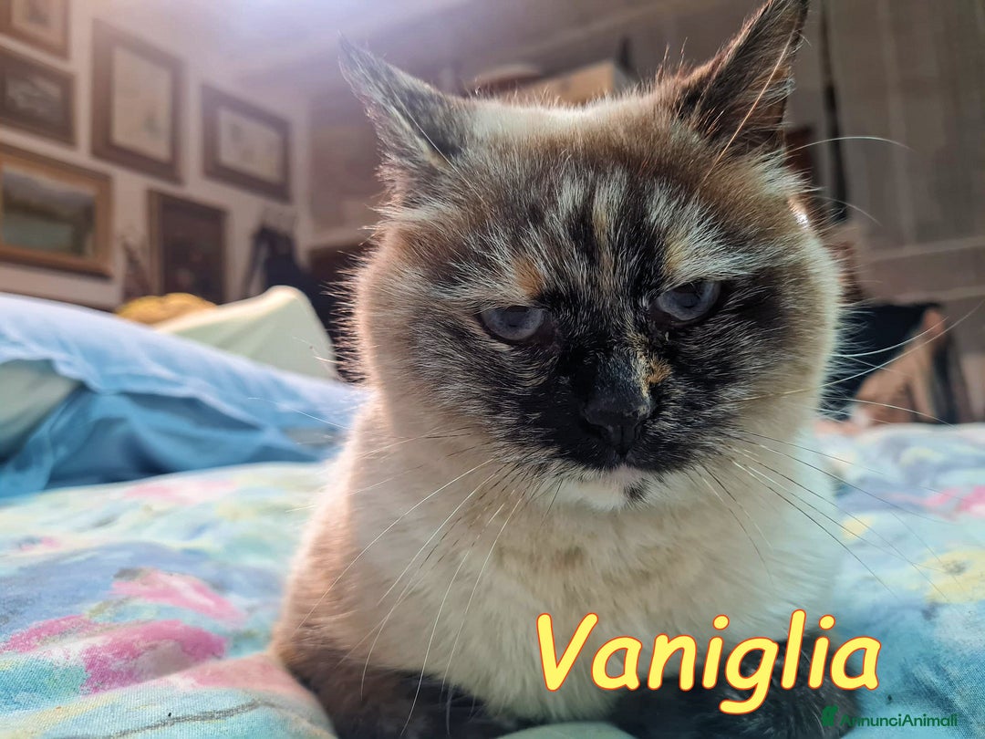 Siamese gatti in regalo: VANIGLIA DOLCISSIMA GATTINA SIMILSIAMESE - Annuncio 3