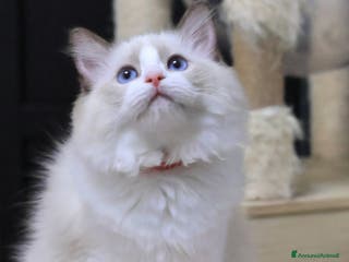 Ragdoll gatti Cuccioli ragdoll - Annuncio 7