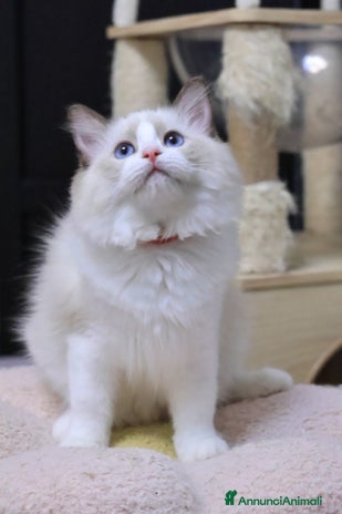 Ragdoll gatti - Annuncio 3