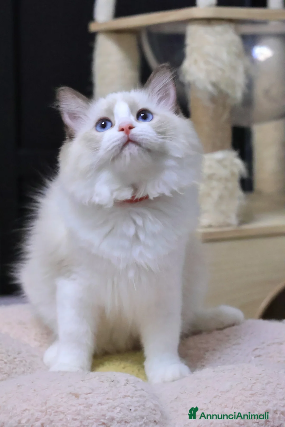 Ragdoll gatti in vendita: Cuccioli ragdoll - Annuncio 1