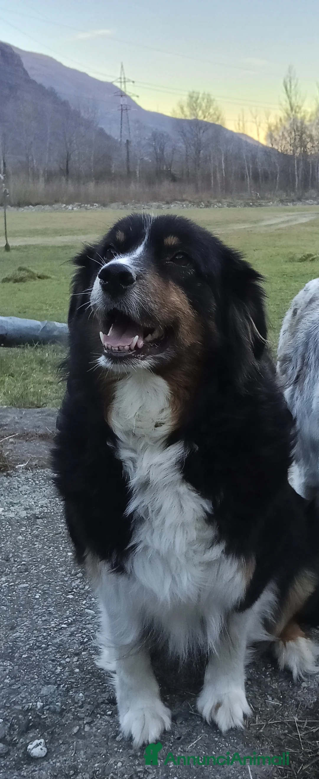 Australian Shepherd cani in vendita: Cuccioli di Australian Shepherd  - Annuncio 1