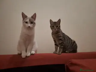 Meticcio gatti Bellissimi gattini cercano casa in regalo - Annuncio 8