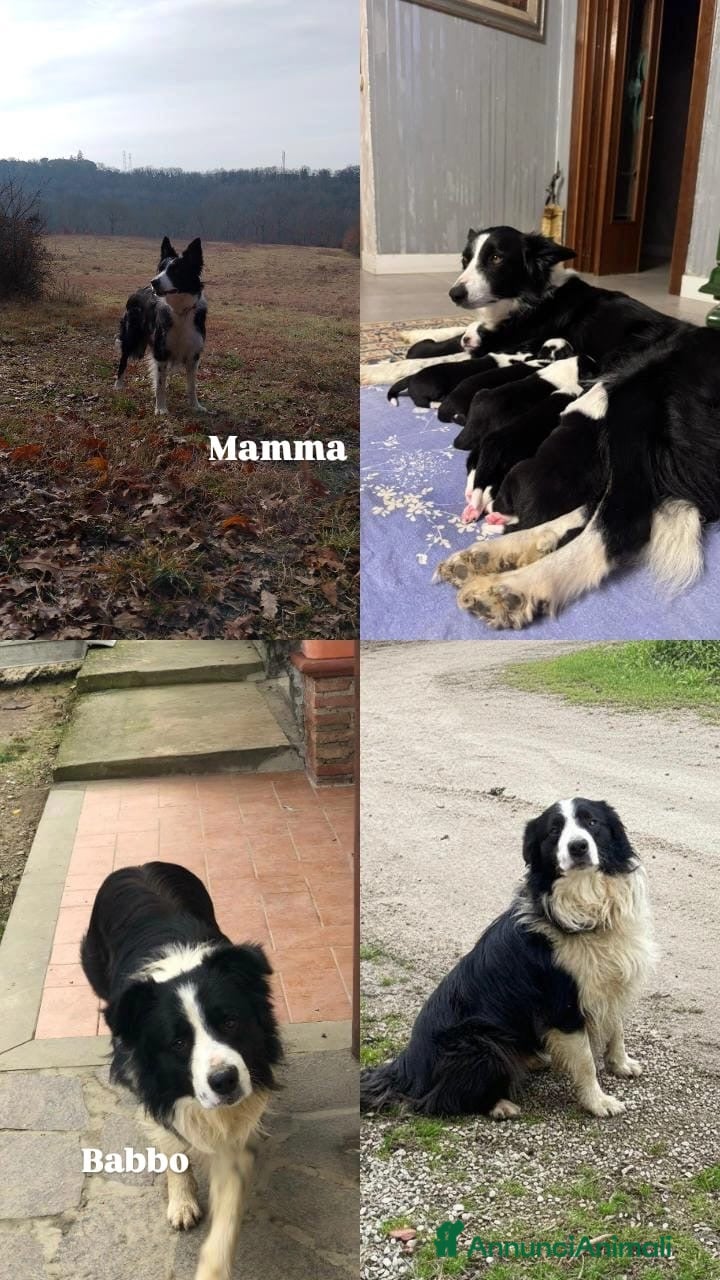 Border Collie cani Bordei collie  - Annuncio 1