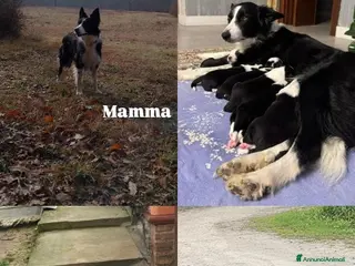 Border Collie cani Bordei collie - Annuncio 19