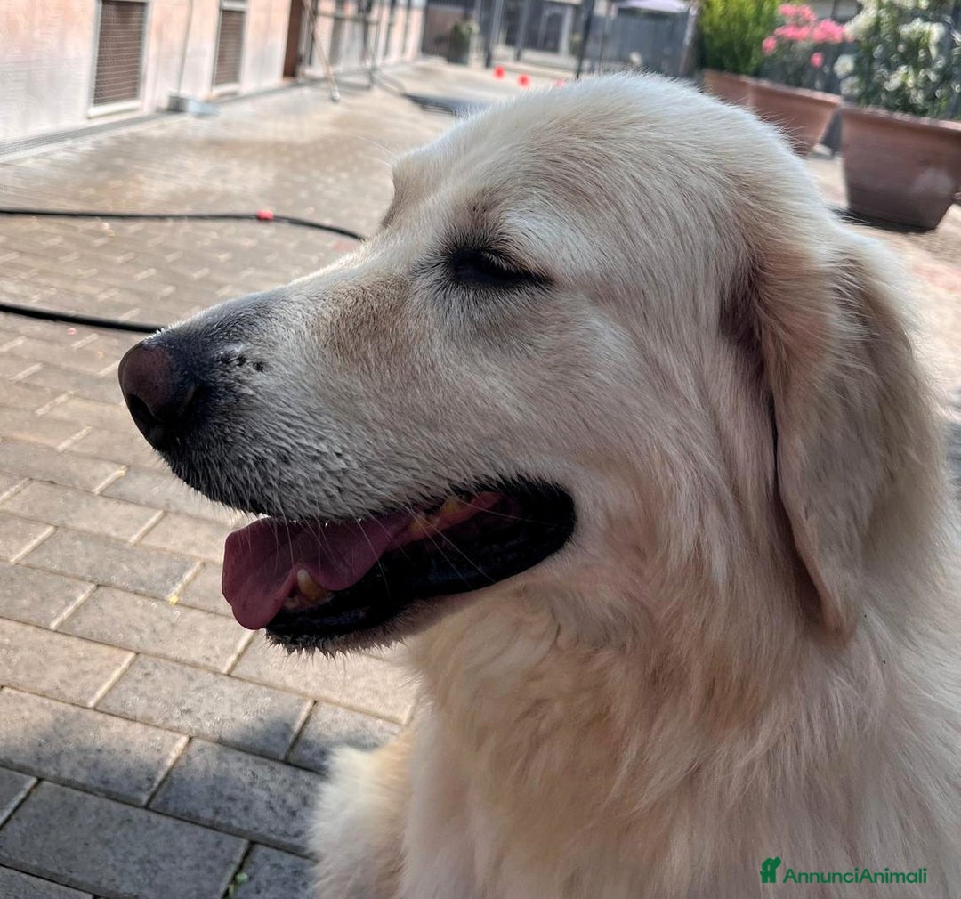 Meticcio cani in regalo: SALOMONE BELLISSIMO MAREMMANO - Annuncio 3