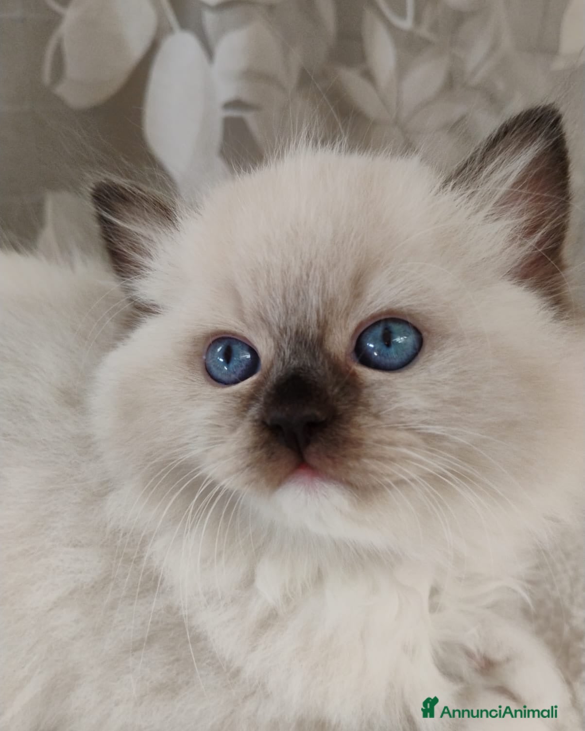 Ragdoll gatti Bellissimi Cuccioli Ragdoll ottima genealogia  - Annuncio 1