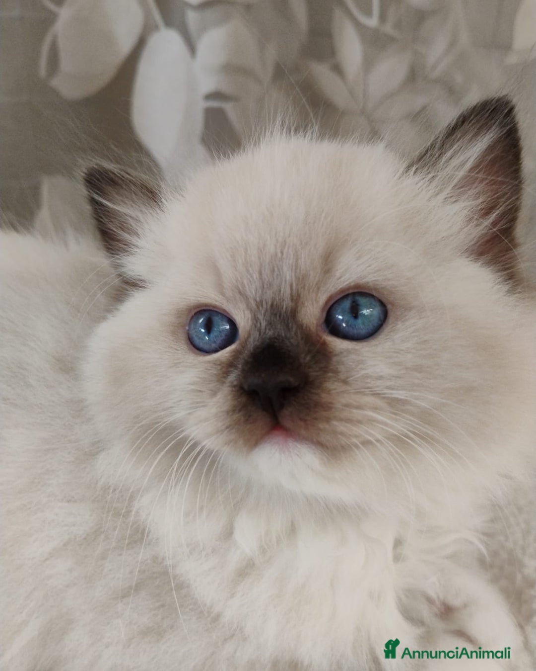 Ragdoll gatti in vendita: Bellissimi Cuccioli Ragdoll ottima genealogia  - Annuncio 1