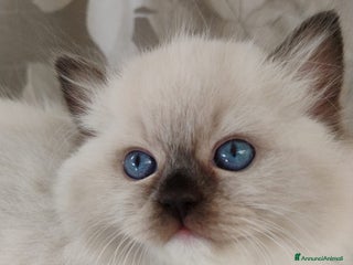 Ragdoll gatti Bellissimi Cuccioli Ragdoll ottima genealogia - Annuncio 1