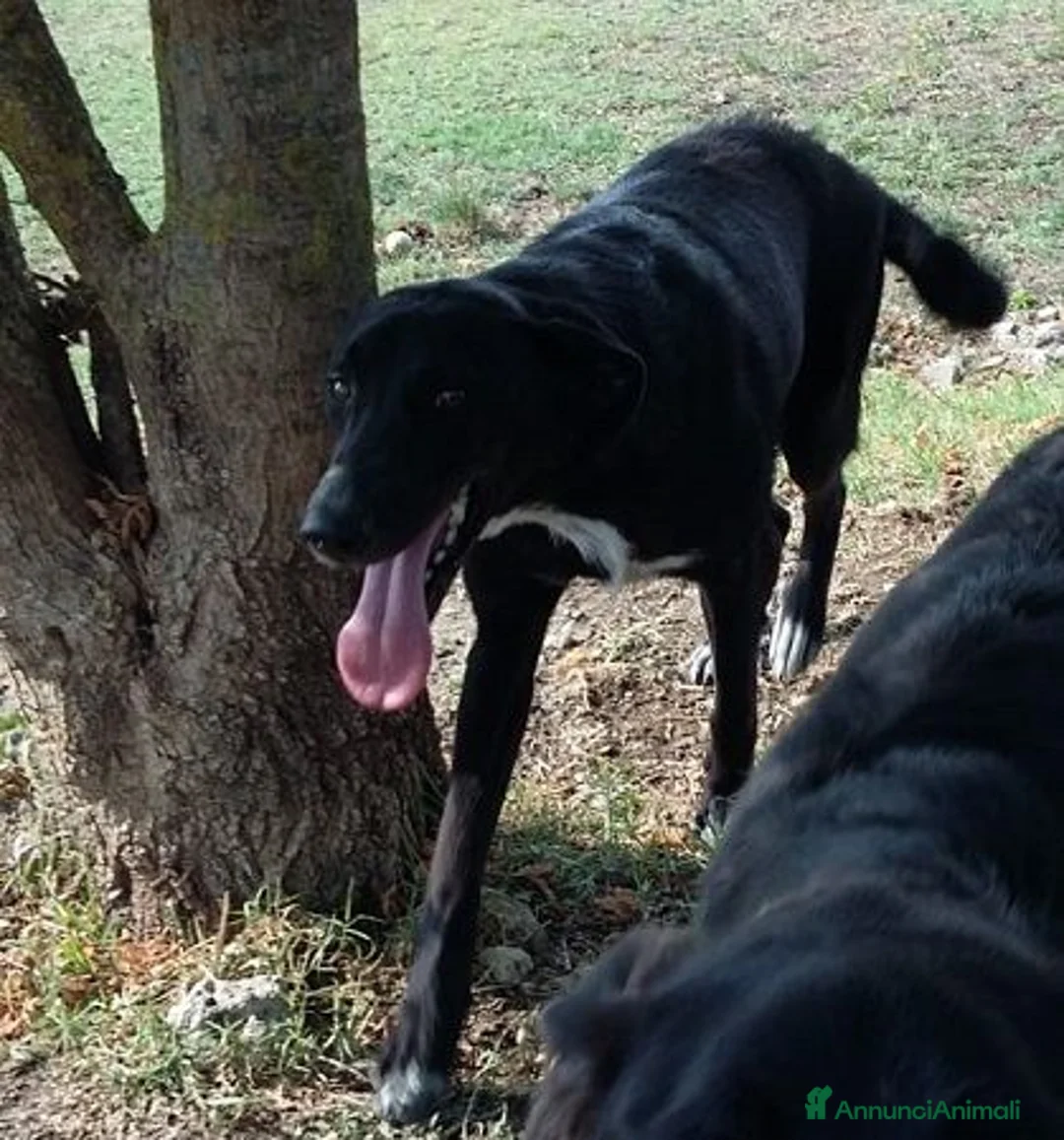 Meticcio cani in regalo: GALILEO 2anni buono e simpatico a Città Metropolitana di Torino - Annuncio 6