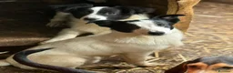 Meticcio cani in regalo: DIEGO, nanetto fifoncello. TG PICCOLA, zampacorta - Annuncio 6