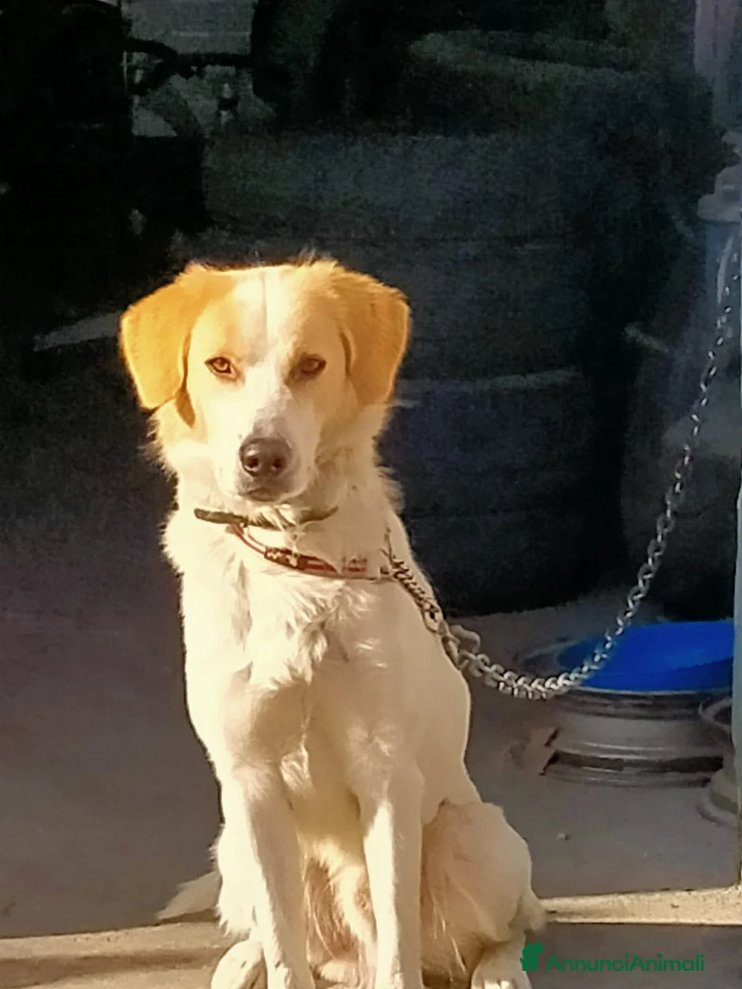 Altre razze cani in regalo: CAGNOLINO AMOREVOLE a Provincia di Modena - Annuncio 8