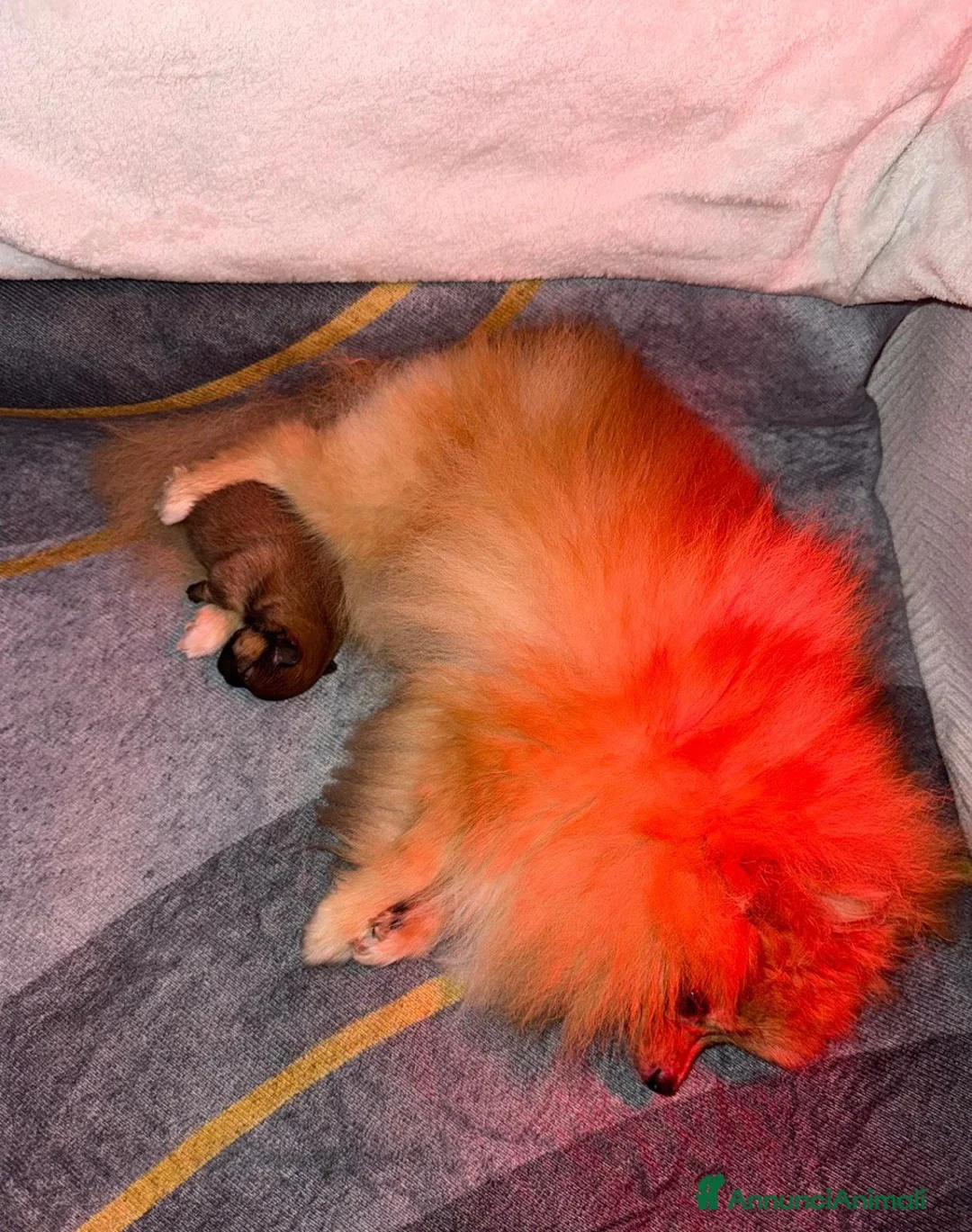 Spitz cani in vendita: Vendesi cucciolo di Pomerania femmina. - Annuncio 2