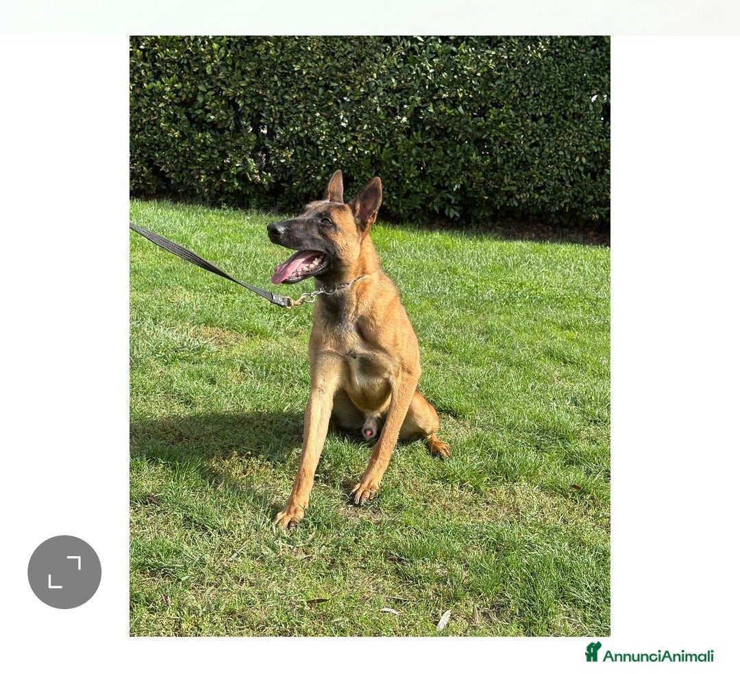 Pastore Belga cani in vendita: Belga malenois  - Annuncio 5