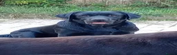 Labrador cani in regalo: Maschio adulto di Labrador  - Annuncio 2