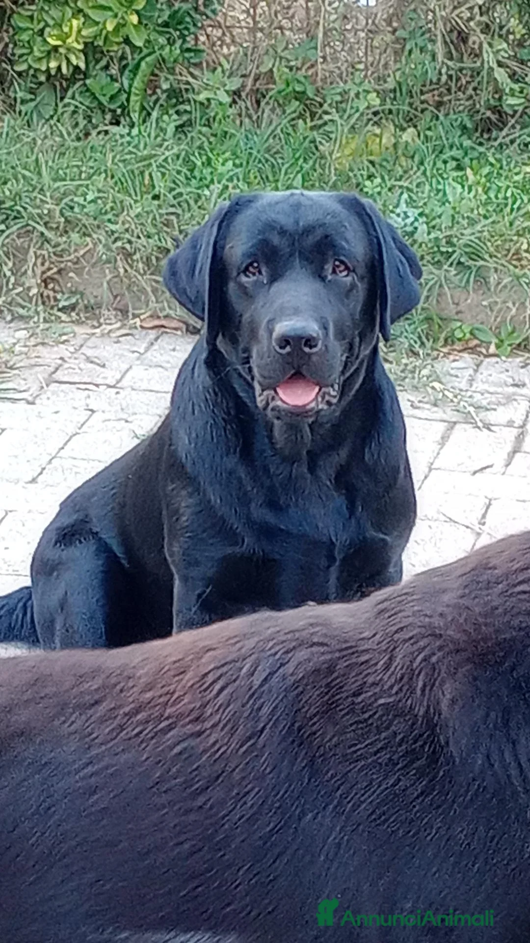 Labrador cani in regalo: Maschio adulto di Labrador  - Annuncio 2