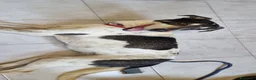 Meticcio cani in regalo: MIRIAL 🩷 - taglia contenuta, buonissima e dolce. a Provincia di Pavia - Annuncio 2