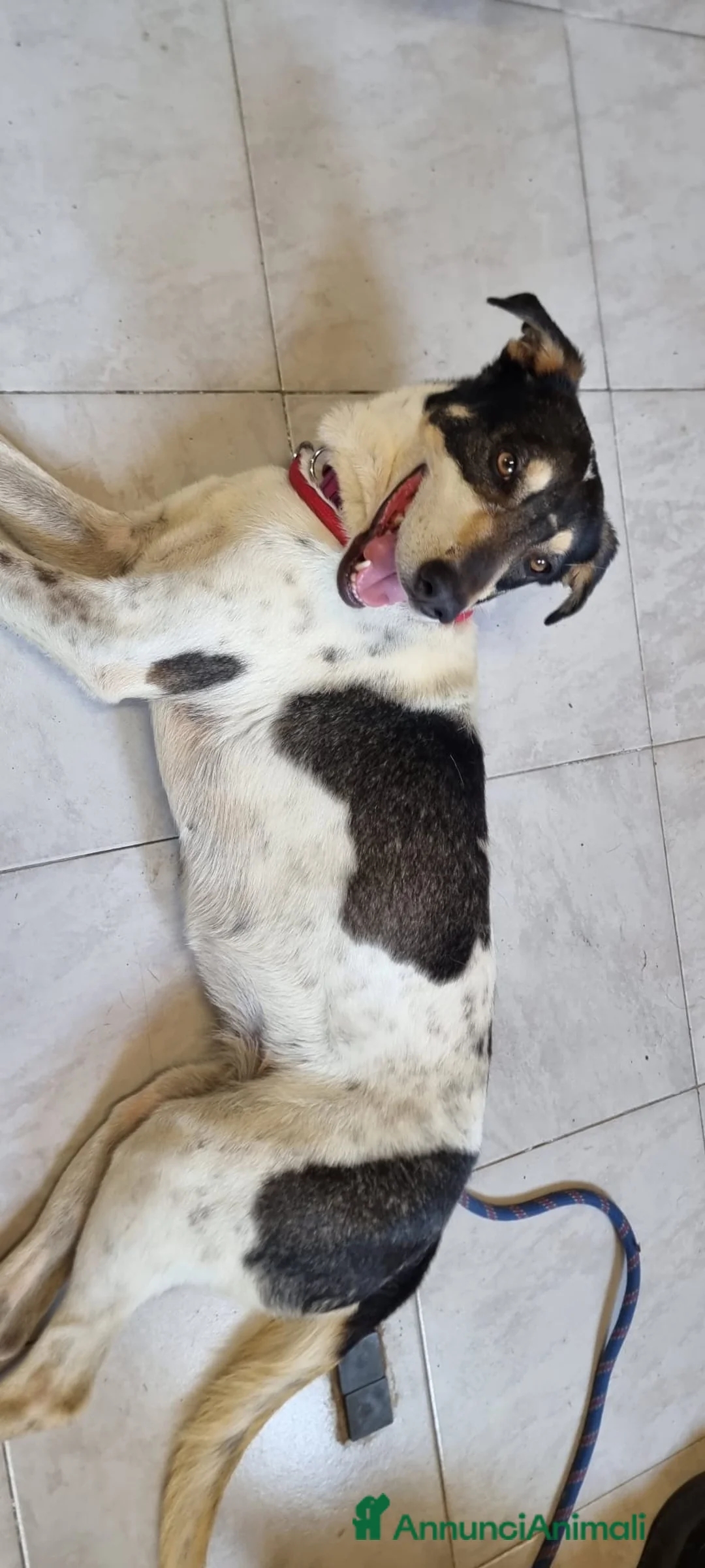 Meticcio cani in regalo: MIRIAL 🩷 - taglia contenuta, buonissima e dolce. a Provincia di Pavia - Annuncio 2