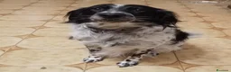 Meticcio cani in regalo: Betty simil Setter 2anni salvata mesi fa.FERRARA - Annuncio 2