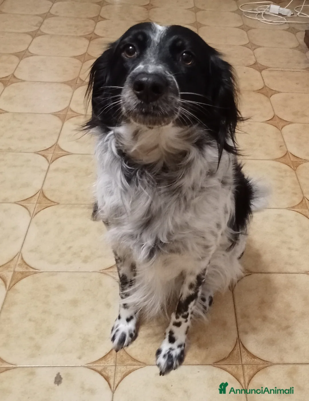 Meticcio cani in regalo: Betty simil Setter 2anni salvata mesi fa.FERRARA - Annuncio 2