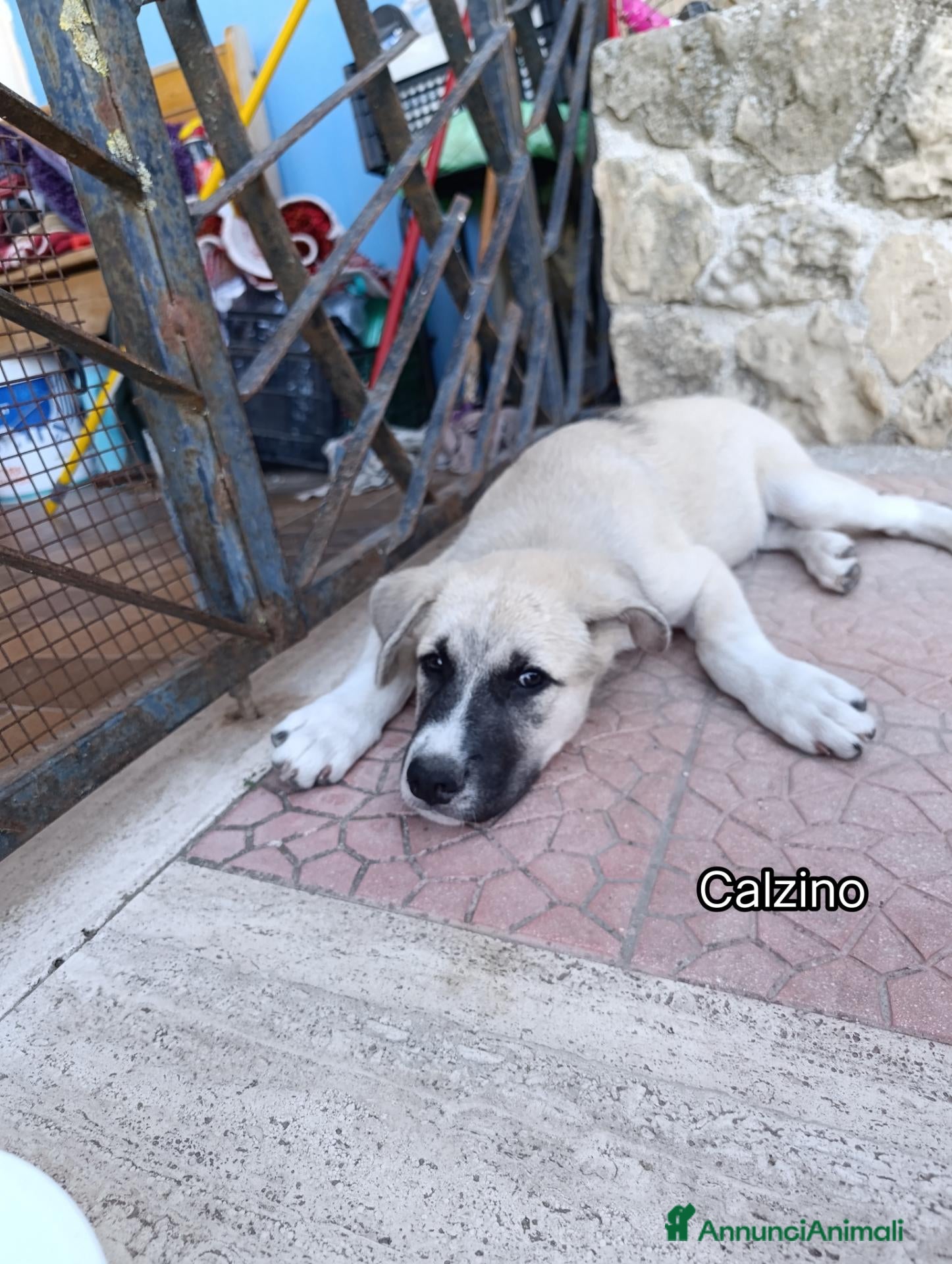 Pastore del Caucaso cani Cuccioli pastore del caucaso - Annuncio 1