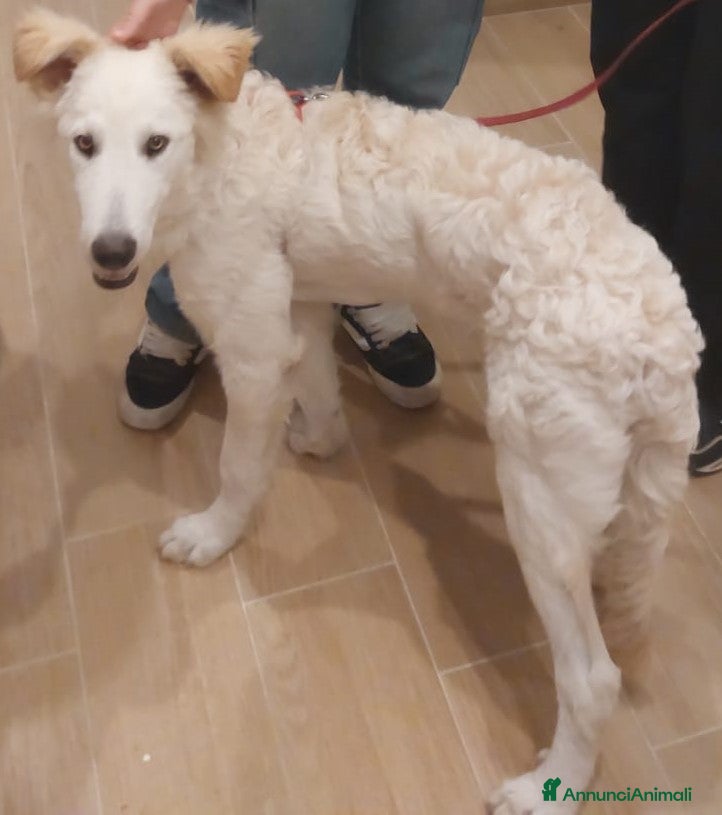 Meticcio cani Regalo meticcio - Annuncio 7