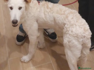 Meticcio cani Regalo meticcio - Annuncio 10