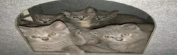 Scottish gatti in vendita: scooths fold - Annuncio 1