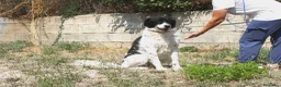 Meticcio cani in regalo: Panda dolce cagnolone in adozione  - Annuncio 6
