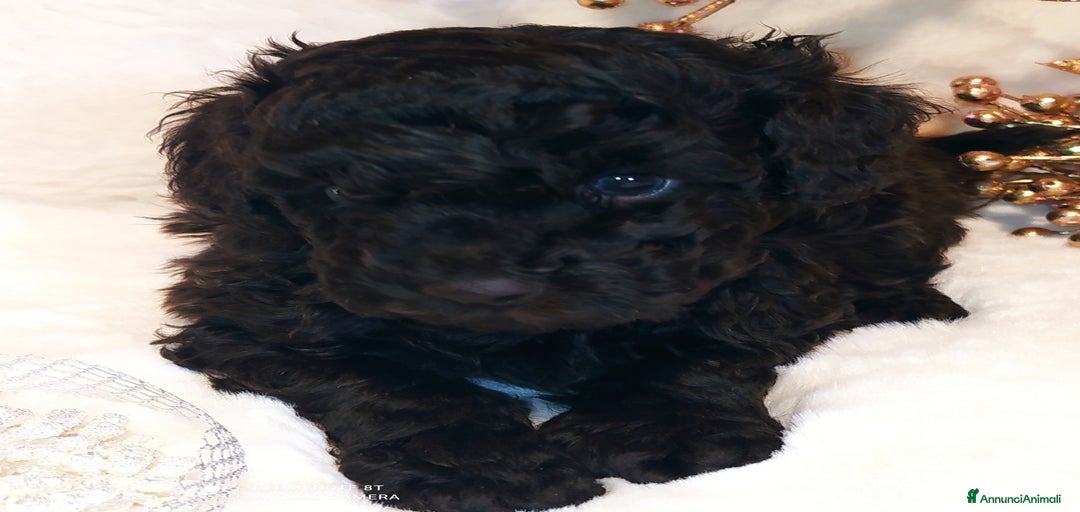 Immagine della galleria {{count}}