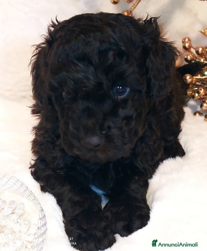 Immagine della galleria {{count}}