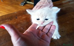 Scottish gatti in vendita: Gattini Scottish Straight  a Provincia di Modena - Immagine 21