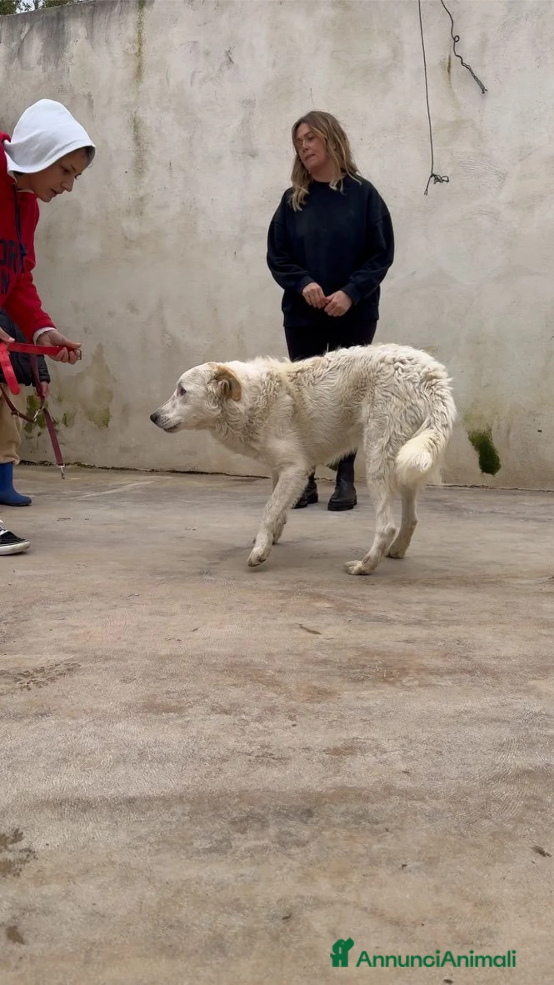 Meticcio cani in regalo: Ugo: cucciolone buonissimo con tutti  - Annuncio 13