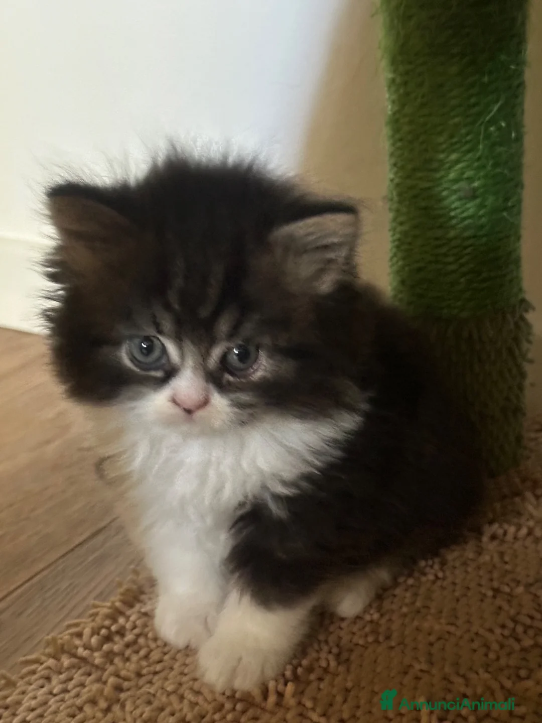 Scottish gatti in vendita: Highland Scottish  - Annuncio 1