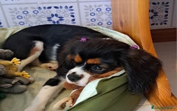 Cavalier King cani in vendita: Cavalier king charles spaniel di 1 anno a Provincia di Vicenza - Immagine 2