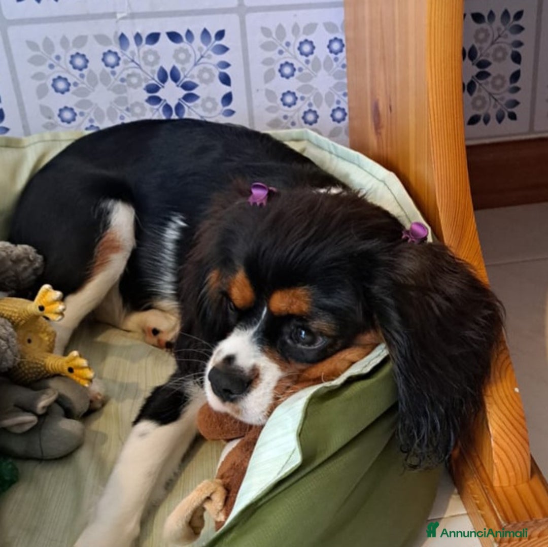 Cavalier King cani in vendita: Cavalier king charles spaniel di 1 anno a Provincia di Vicenza - Immagine 2