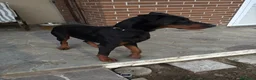 Dobermann cani per accoppiamento: Cane adulto taglia grande maschio  a Provincia di Pavia - Annuncio 4