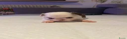 Chihuahua cani in vendita: Cuccioli di chihuahua con pedigree - Annuncio 6